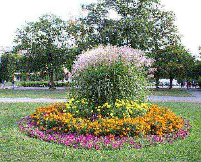 mga bulaklak para sa pagtatanim sa bukas na lupa ng mga binhi noong Mayo