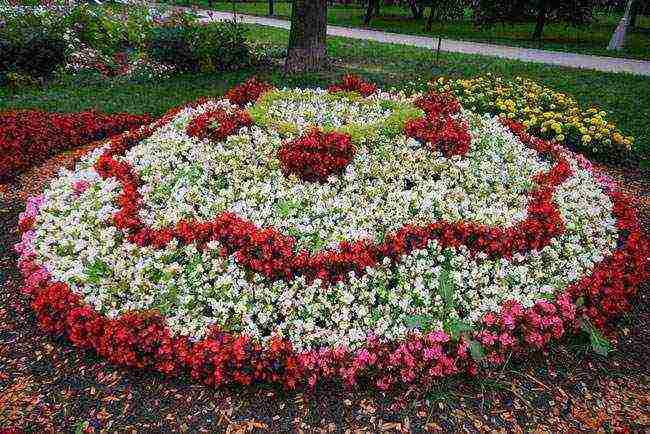 mga bulaklak para sa pagtatanim sa bukas na lupa ng mga binhi noong Mayo