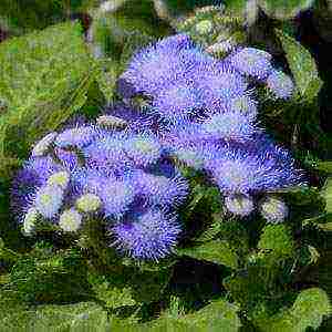 flowers for planting in open ground by seeds in May