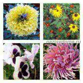 flowers for planting in open ground by seeds in May