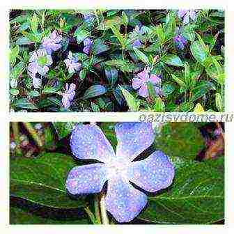 flowers for planting in open ground by seeds in May