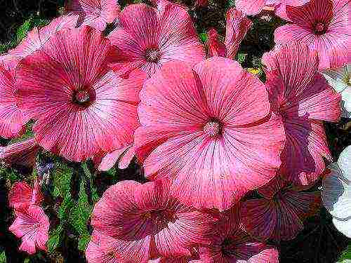 mga bulaklak para sa pagtatanim sa bukas na lupa ng mga binhi noong Mayo