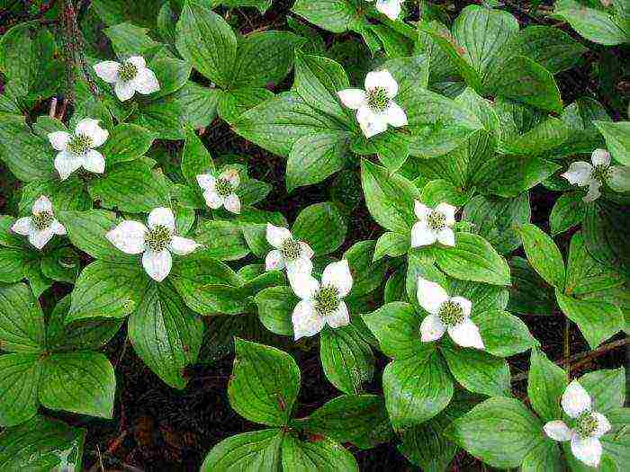 the best varieties of dogwood