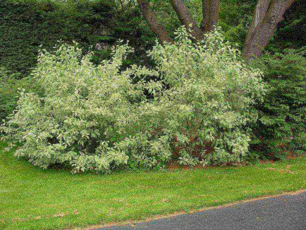 the best varieties of dogwood