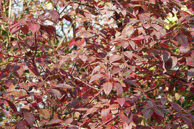 the best varieties of dogwood