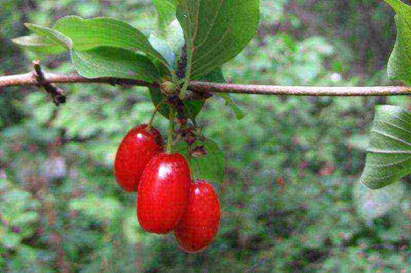 the best varieties of dogwood