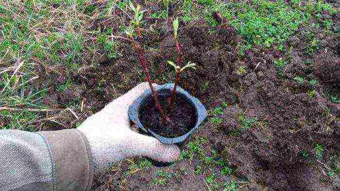 the best varieties of dogwood