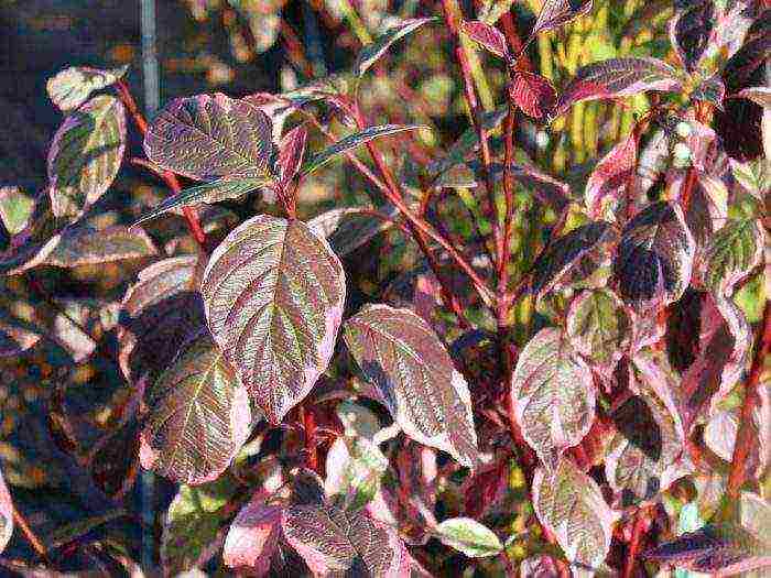 the best varieties of dogwood