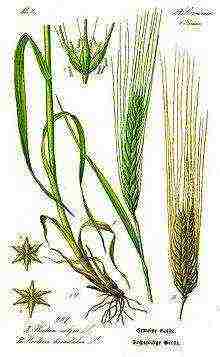ancient farmers grew plants such as barley