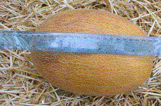 melons the best varieties