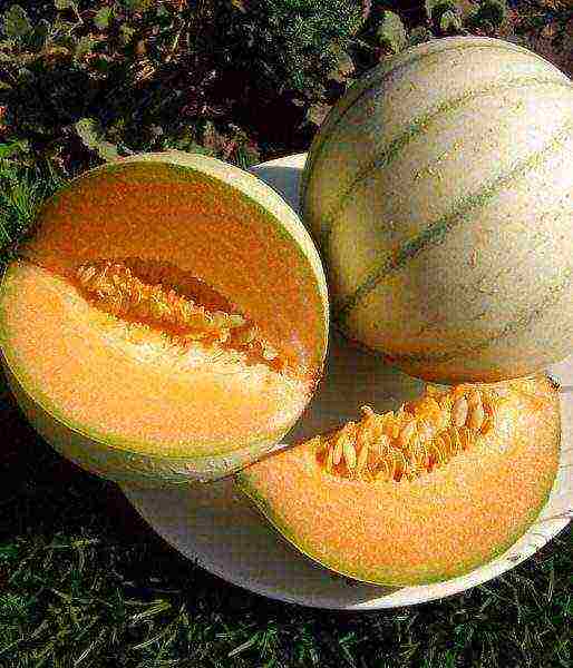 melons the best varieties