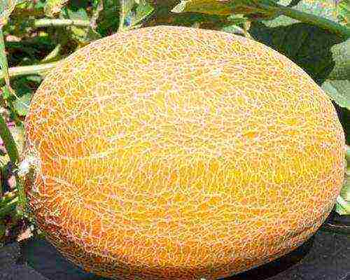 melons the best varieties