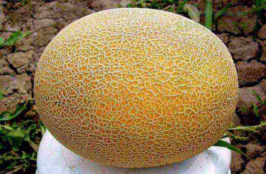 melons the best varieties
