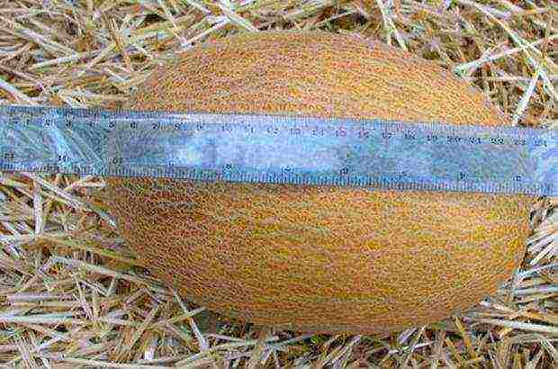 melon varieties the best varieties