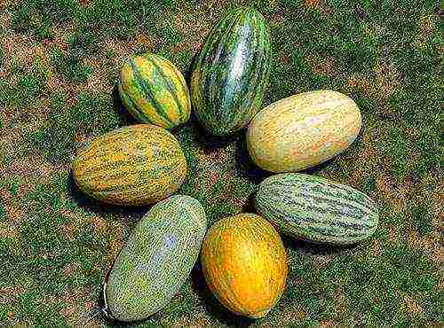 melon varieties the best varieties