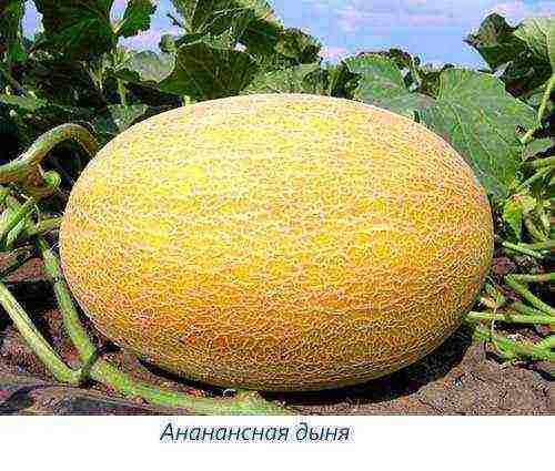 melon varieties the best varieties