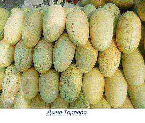 melon varieties the best varieties