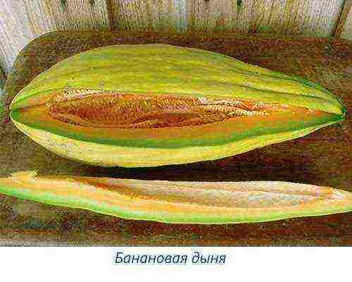 melon varieties the best varieties