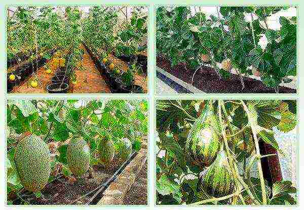 melon varieties the best varieties