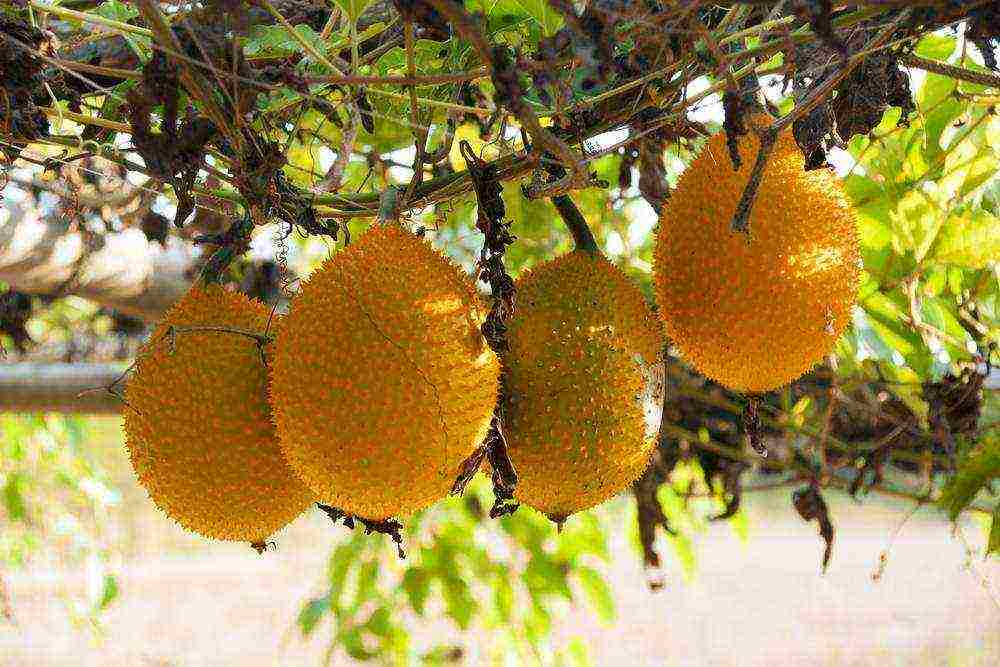 exotic fruits that can be grown in Ukraine