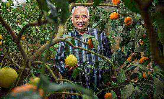 exotic fruits that can be grown in Ukraine