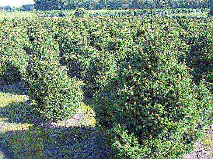 spruce best varieties