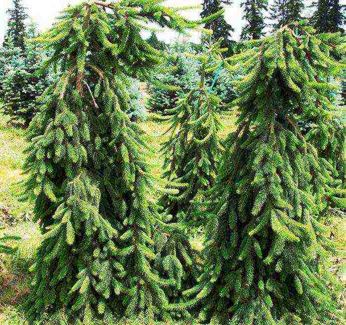 spruce best varieties