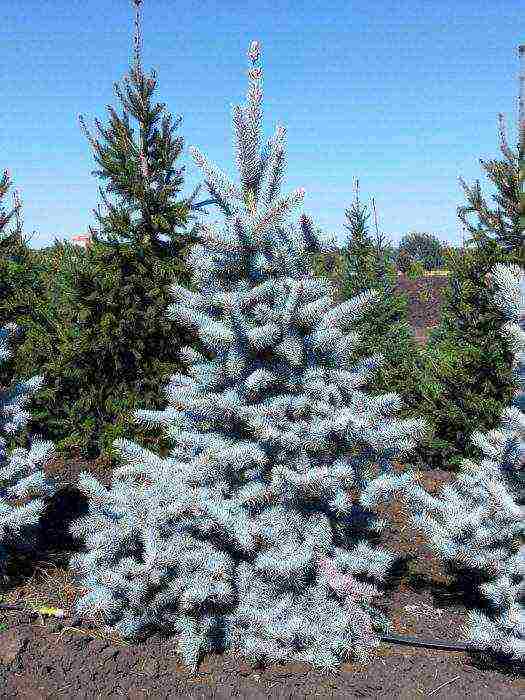 spruce best varieties