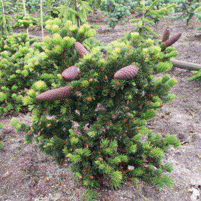 spruce best varieties