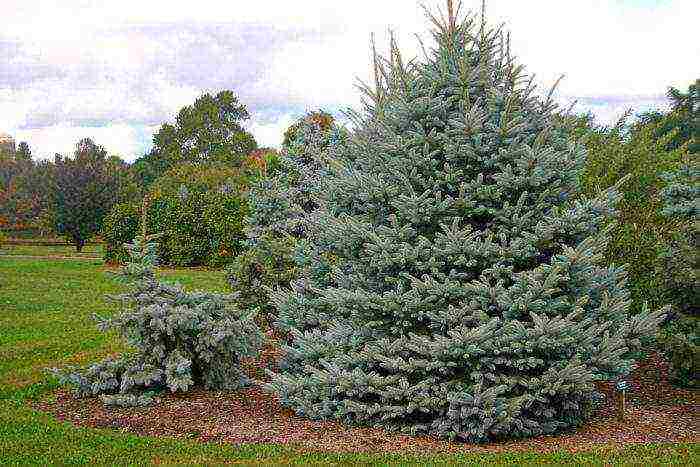 spruce best varieties