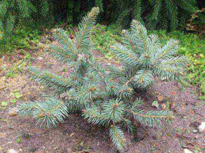 spruce best varieties