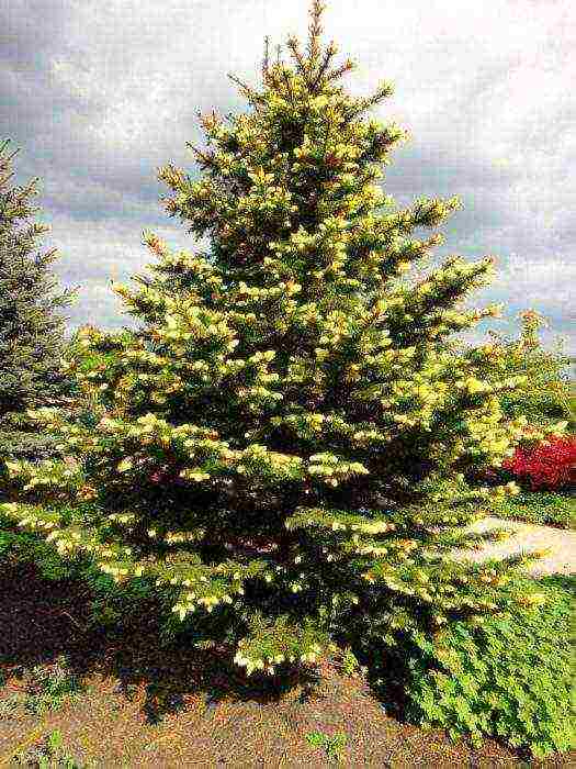 spruce best varieties