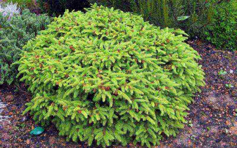 spruce best varieties