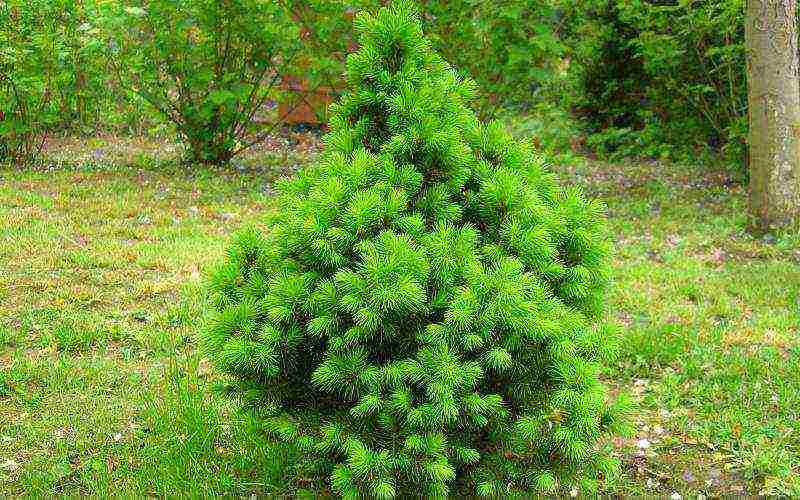 spruce best varieties