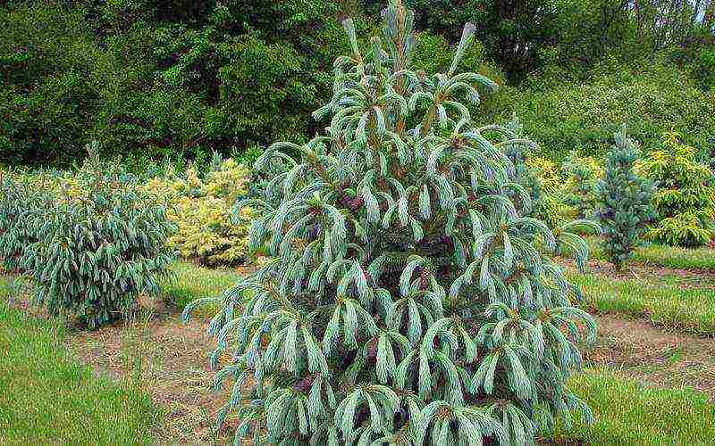 spruce best varieties