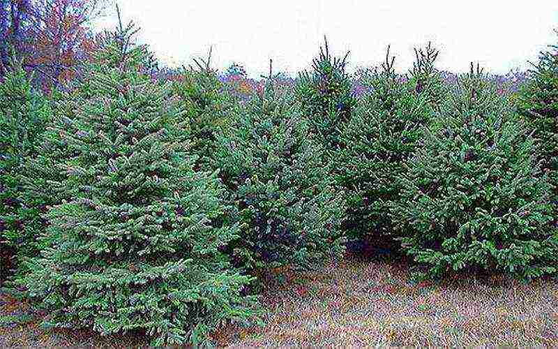 spruce best varieties