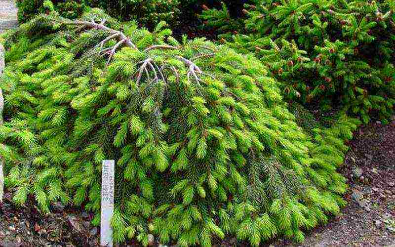 spruce best varieties