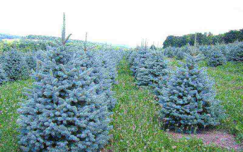 spruce best varieties