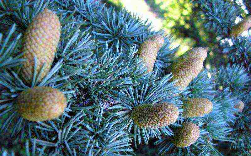 spruce best varieties