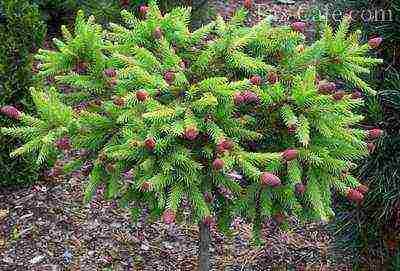 spruce best varieties