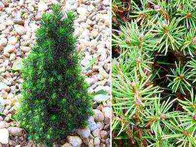 spruce best varieties