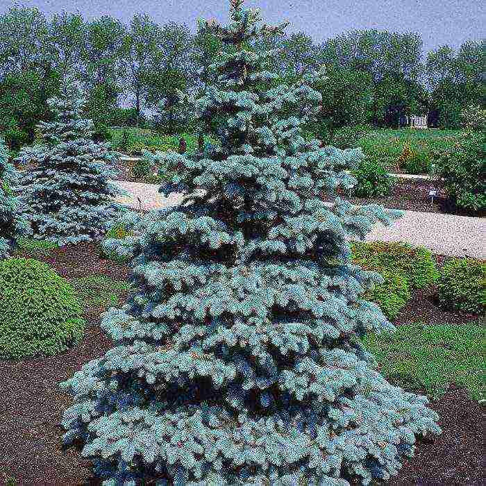 spruce best varieties