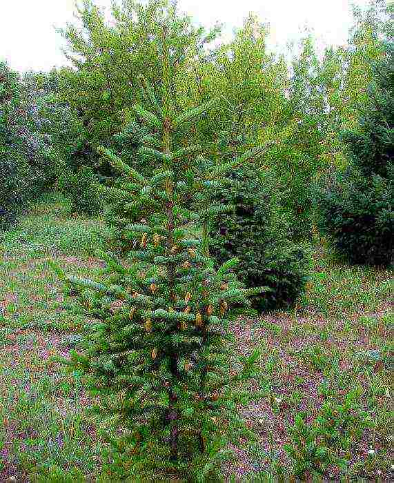 spruce best varieties