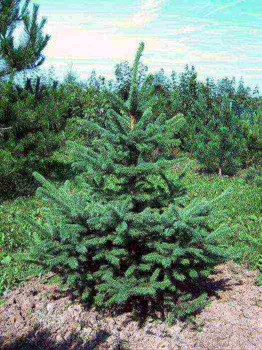 spruce best varieties