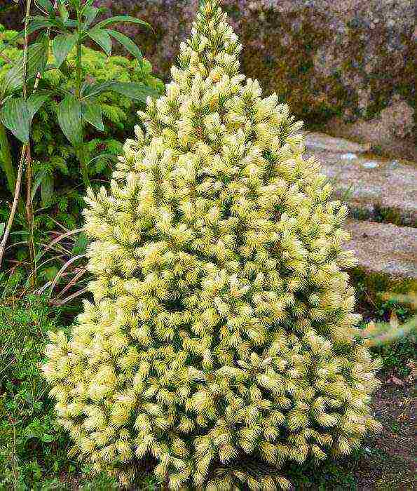 spruce best varieties