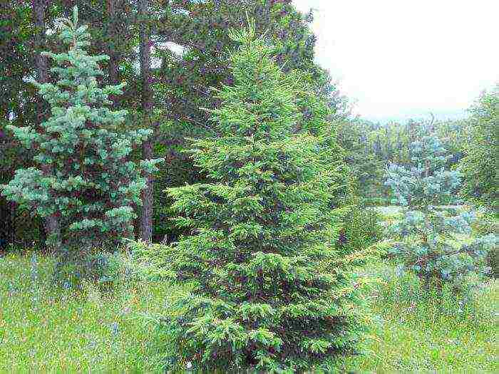 spruce best varieties