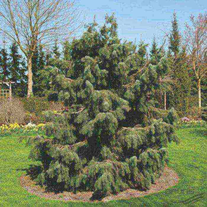 spruce best varieties