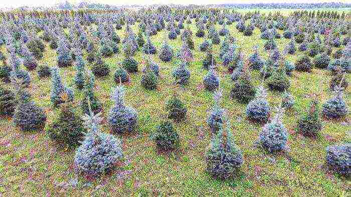 spruce best varieties