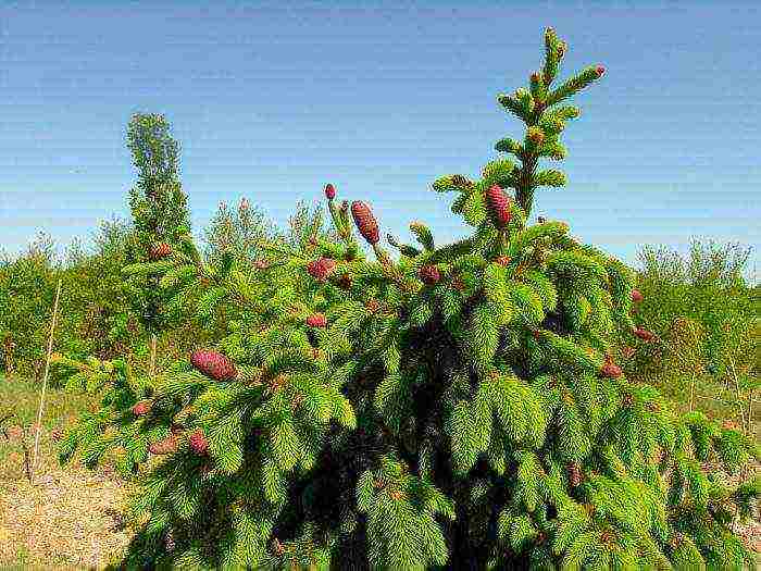 spruce best varieties