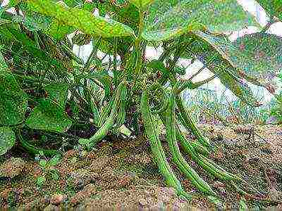 green beans planting and care in the open field